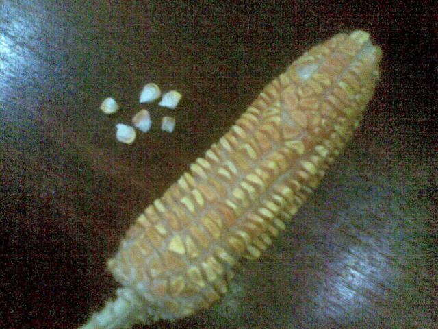 Sisihkan barang satu atau dua buah jagung saat anda memasak dan keringkan