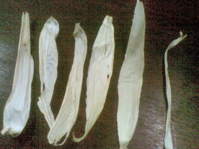  keringkan krobot jagung dari 2 buah jagung selama 2 hari