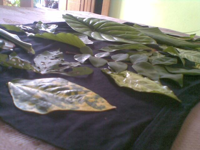 SETELAH DIJIPLAK MENUNJUKKAN KARYA TUHAN YANG BEGITU DAHSYAT.