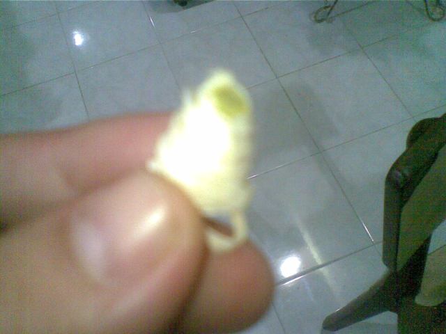  Gulung krobot tipis tadi di  atas sedotan sampai ujungnya habis