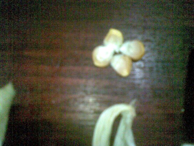 Titik dari biji jagung