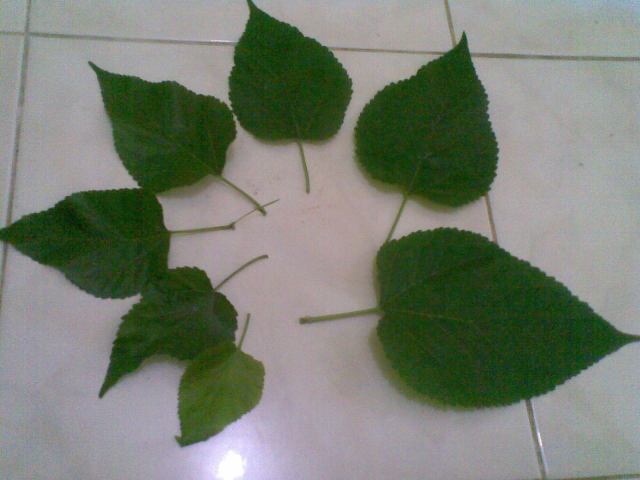 Ambil daun dgn berbagai ukuran