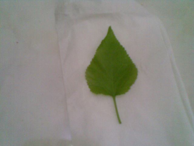 Bersihkan dgn tissue