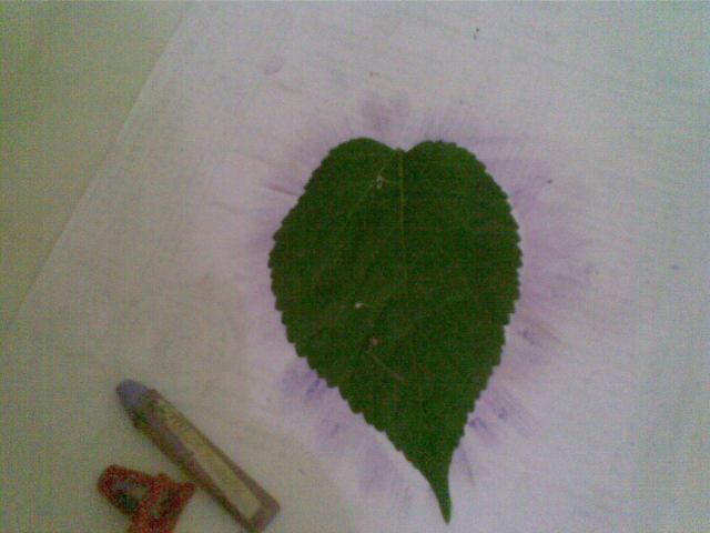 Untuk mendapat bentuk Pancara Hati, gunakan Daun sbg pola, taruh daun di atas kertas.