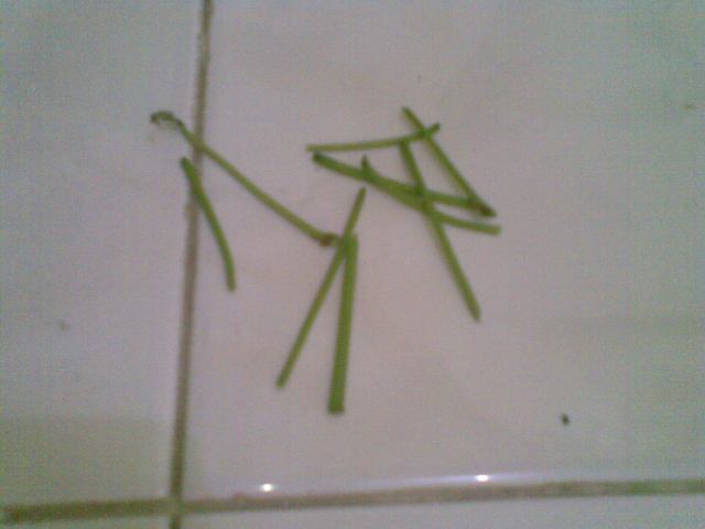 Untuk membentuk matahari dan bunga, terlebih dulu lepaskan tangkainya sampai ujung