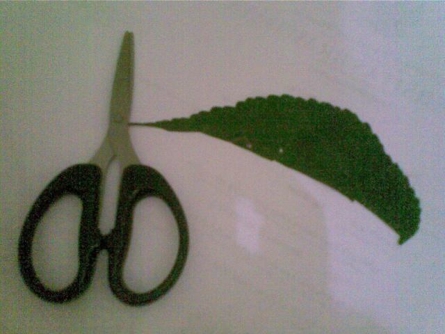 Untuk membentuk ombak Pakai gunting untk ambil sisi luar daun bergerigi