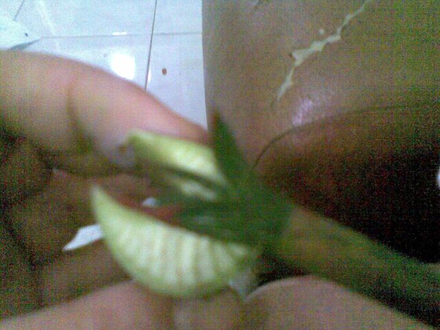 Oleskan cat air menggunakan kuas, dengan warna piihan pada ujung dari tulang daun pisang. 