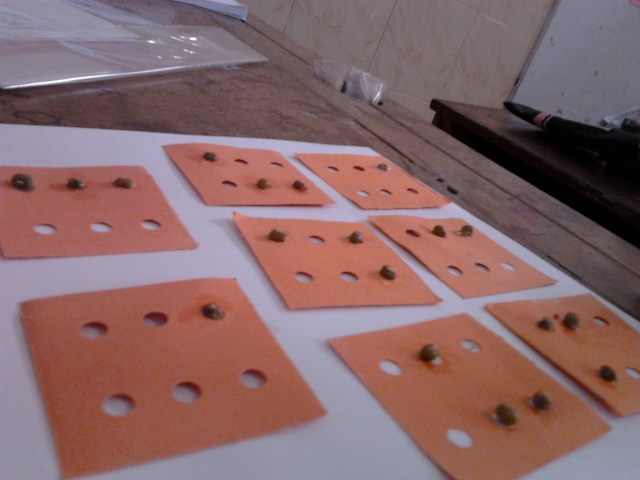 atau sebaliknya, anda menyusun huruf brielle dan meminta anak-anak menebak, tulisan apakah itu ? (gunakan ayat hafalan minggu ini, bedakan kelompok ini dengan kelompok yang tadi) Cara membuat peraga ini, menggunakan kacang hijau, karton berlobang, serta esolasi bening. 