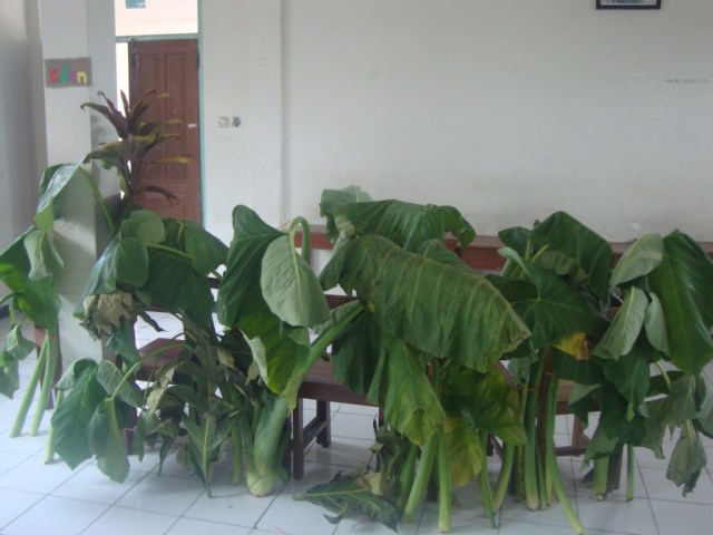 Eden, TEMPAT BERSEMBUNYI ADA, DAN HAWA DI BALIK POHON POHON