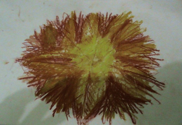 MATAHARI OLEH ANA NAOMI DAN NIKE KASIH