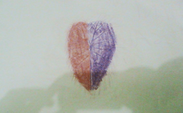 BENTUK HATI OLEH YANI DAN TEGAR