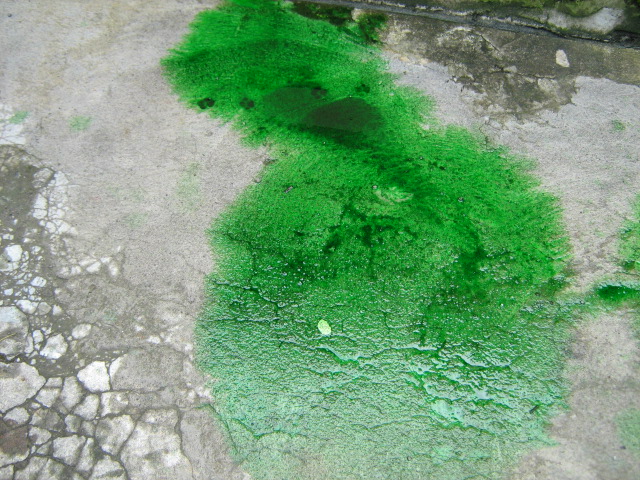 HASIL KARYA PELUKIS CILIK 6