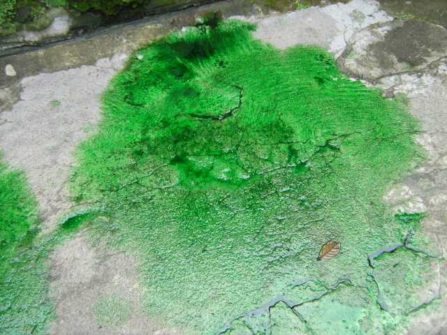 HASIL KARYA PELUKIS CILIK 7