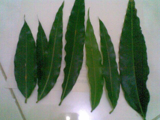 Susun daun di kertas bagian bawah