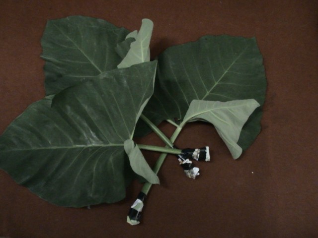 DAUN BERBENTUK HATI UNTUK PERGANTIAN TOKOH DIALOG TUNGGAL DAUN BERBENTUK HATI UNTUK PERGANTIAN TOKOH DIALOG TUNGGAL