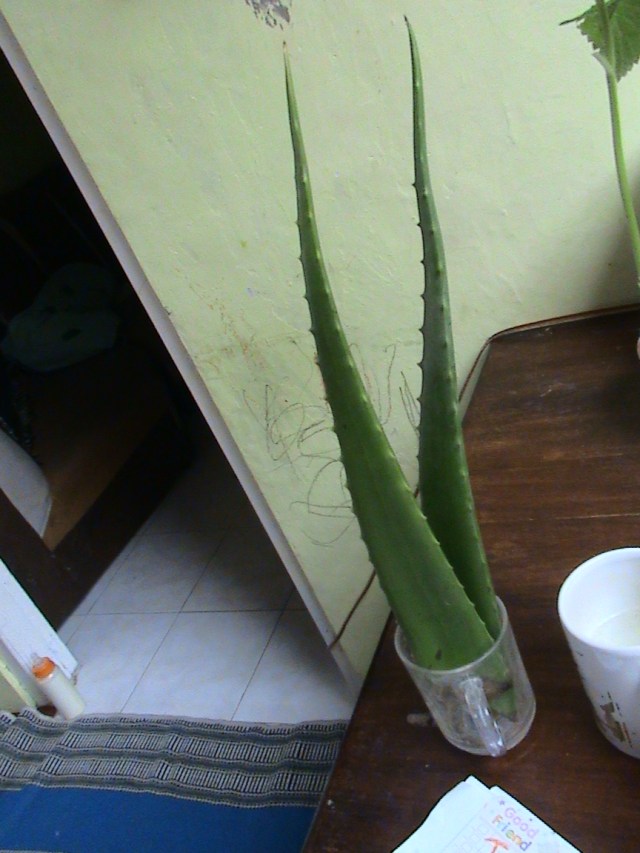 menghadirkan lidah buaya di kelas