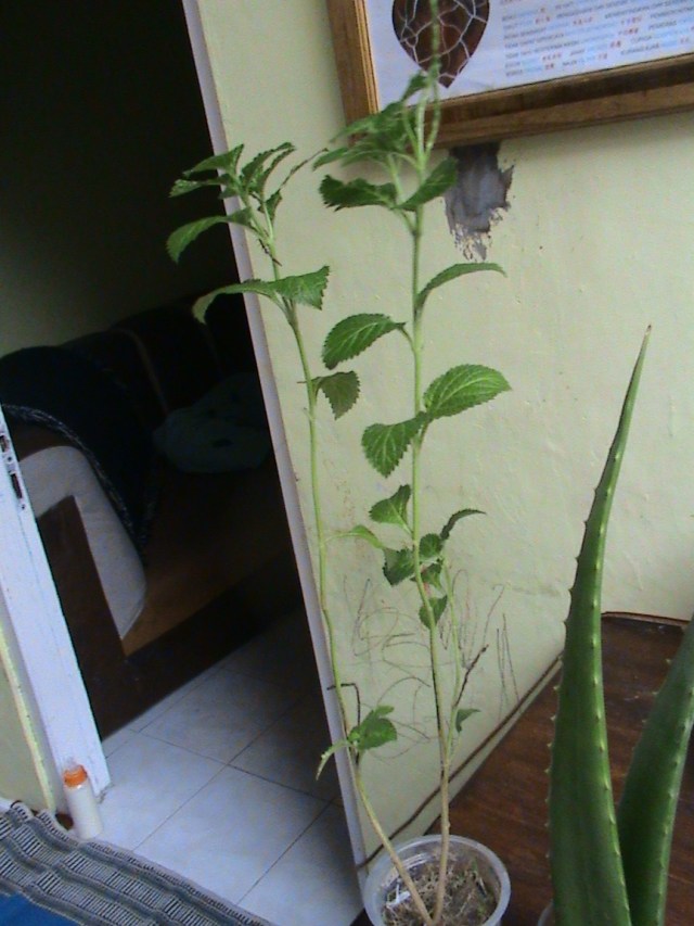 menghadirkan daun pecut kuda di kelas