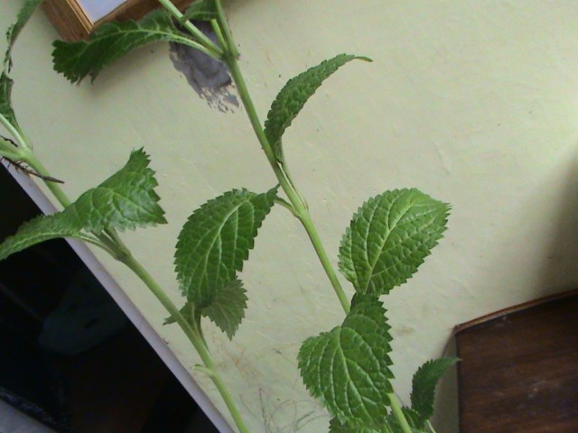 menjelaskan pada anak-anak keguanaan daun pecut kuda