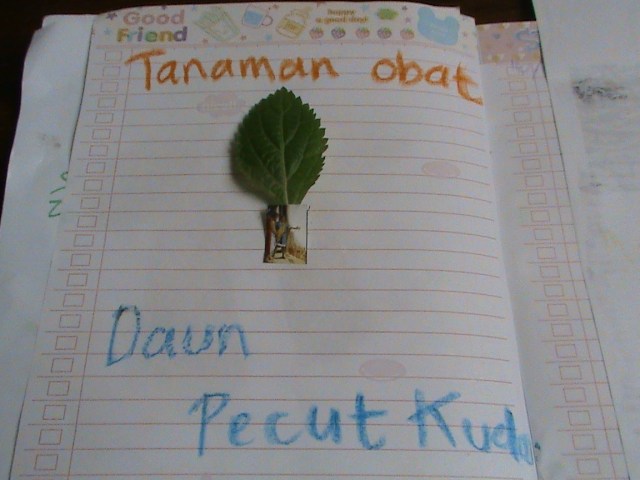 menempelkan daun pecut kuda pada kertas/buku