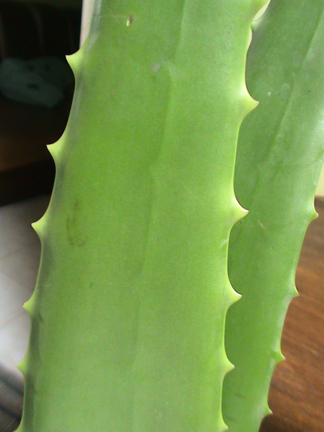 menjelaskan pada anak keguanaan lidah buaya