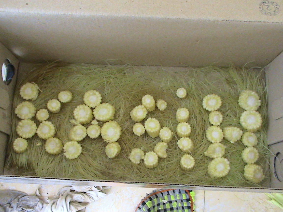 Tulisan thematik dengan jagung putren di alasi rambut jagung putren