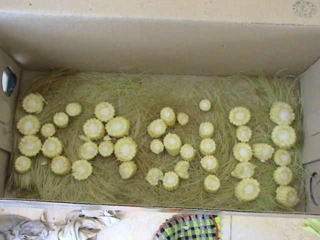 Tulisan thematik dengan jagung putren di alasi rambut jagung putren