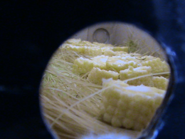 anak anak boleh mengintip dahulu dari lobang kardus sepatu...