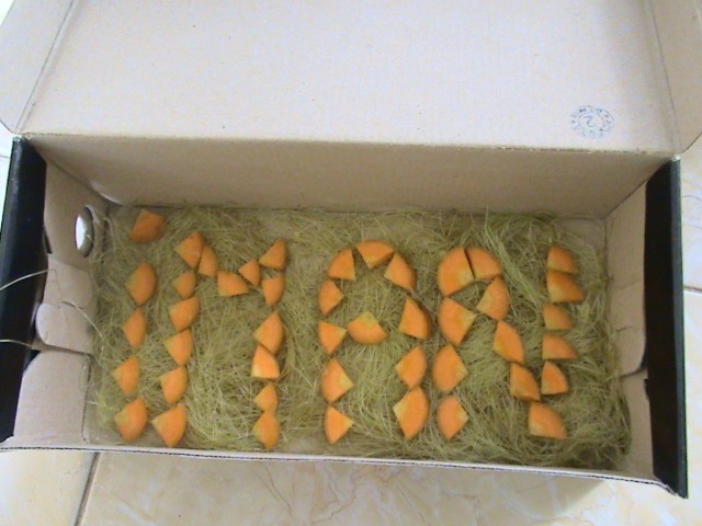 pakai karpet rambut jagung putren juga pakai wortel belah empat