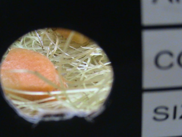 anak anak boleh mengintip dahulu dari lobang udara  kardus sepatu 