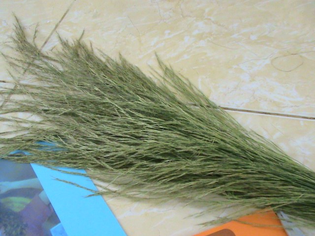 BUNGA RUMPUT PILIH YANG TIDAK MENGELUARKAN SERBUK SAAT TERSENTUH TANGAN