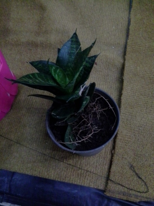 tanaman petani untuk menunjukkan akar dan tanaman