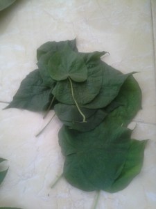 cari daun berbentuk hati, bisa daun apa aja deh