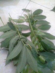 daun bentuk lain juga bisa kita pakai untuk hiasannya nanti