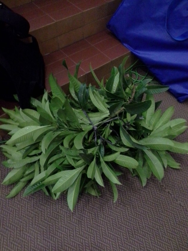 Property Diorama, untuk contoh diorama oleh guru, kisah Adam dan Hawa